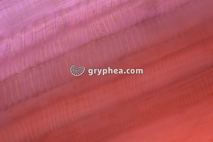 Vaisseaux conducteurs Céleri CL x100 - gryphea.com